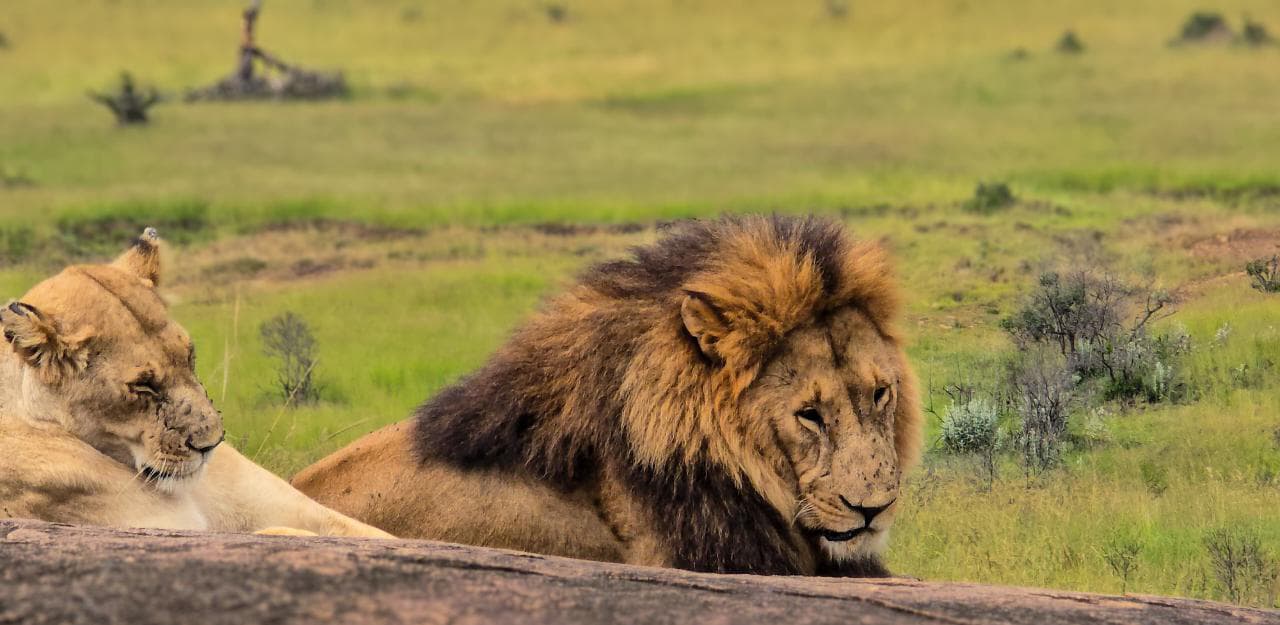 Big Five Game Drive