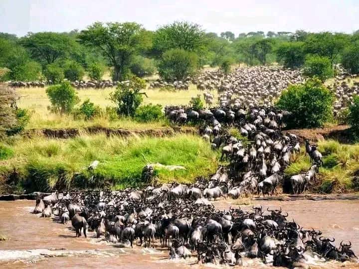 The Great Migration